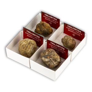 Trilobites Phacops en Cajita de Colección 4x4 cm